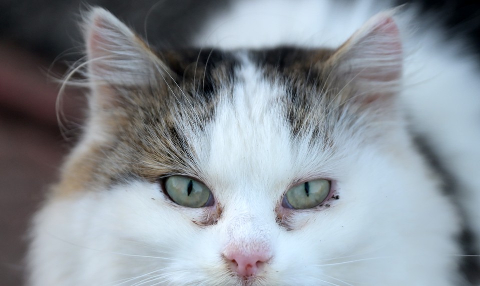 Ministerstvo chce zakázať množiarne psov a mačiek. Novela má platiť od roku 2027