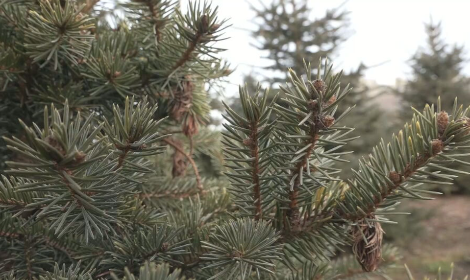 Vianoce s vôňou ihličia: Manželia Bujňákovci už 25 rokov pestujú živé stromčeky