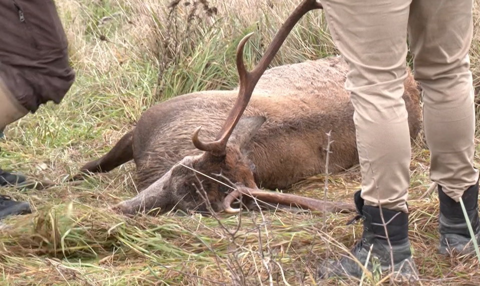 Pytliak zastrelil jeleňa šípom, mŕtve zviera našiel poľovník so psom