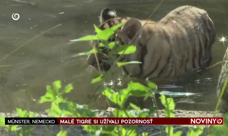 MALÉ TIGRE SI UŽÍVALI POZORNOSŤ