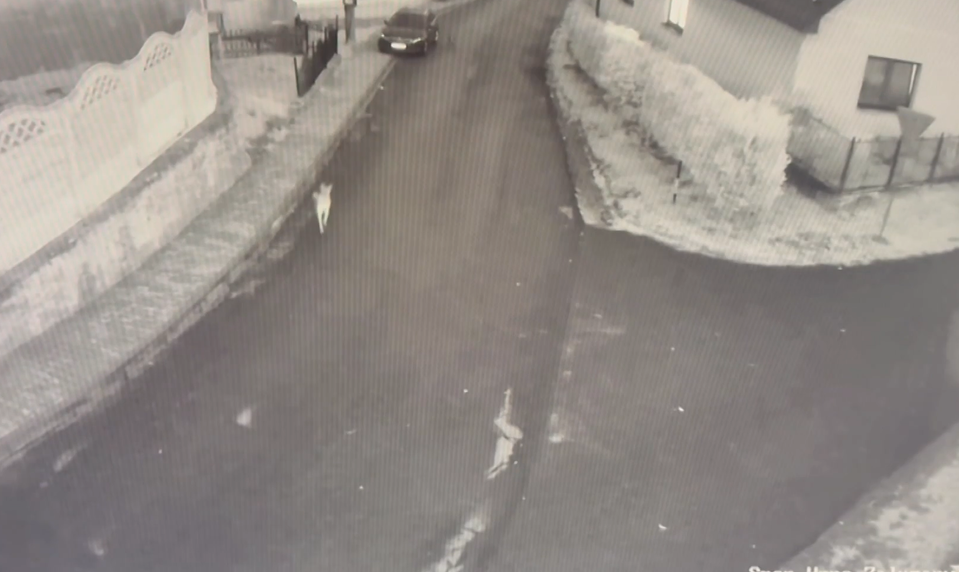 Veterinár mal zastreliť 11-mesačné šteňa kvôli agresivite. Prípad vyšetruje enviro polícia