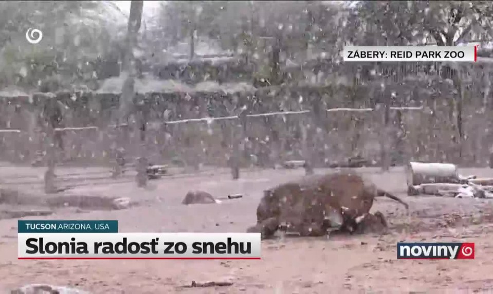 Slonia radosť zo snehu