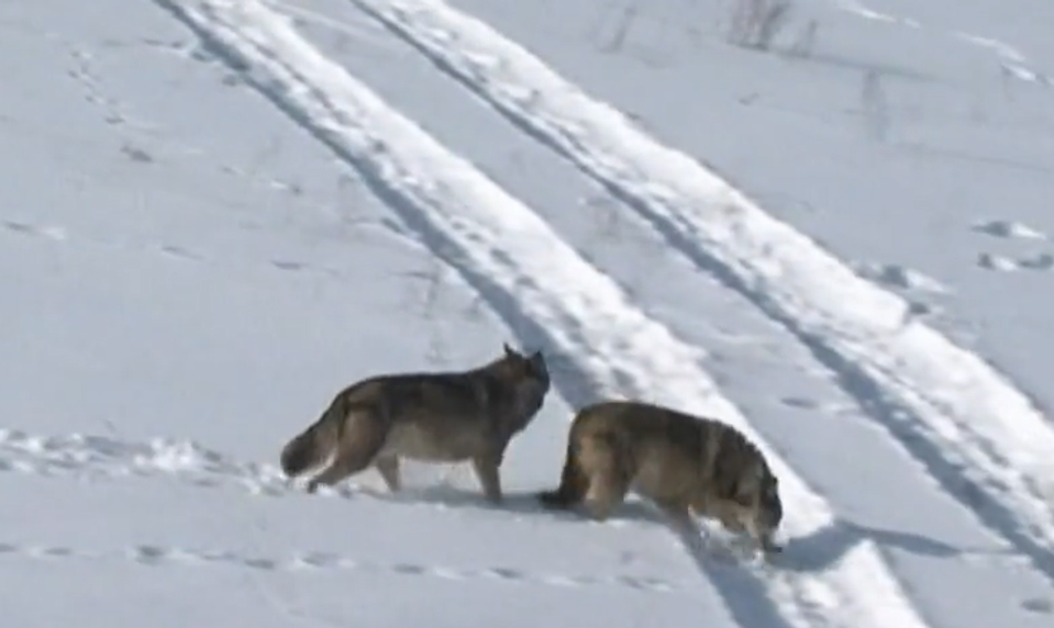 Poľovná sezóna lovu vlka dravého na Slovensku sa končí, doteraz ulovili 67 jedincov