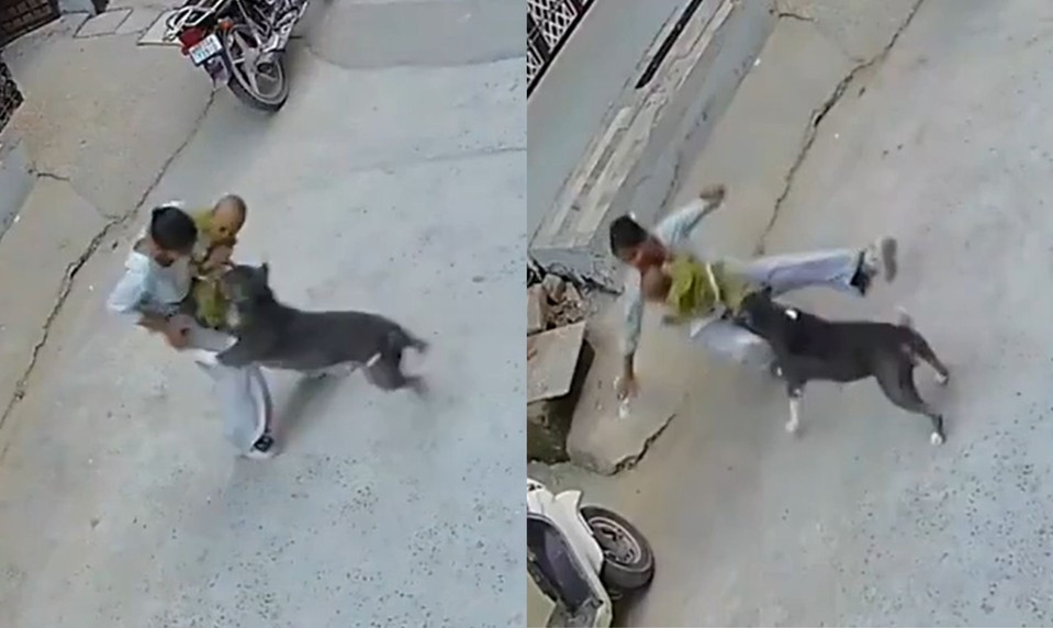 VIDEO: Desivý útok pitbulla na bábätko. Pes sa zahryzol do dieťaťa a nechcel ho pustiť