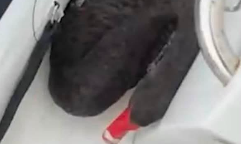 Dvaja tínedžeri mali nútiť labuť vdychovať výpary z elektronickej cigarety