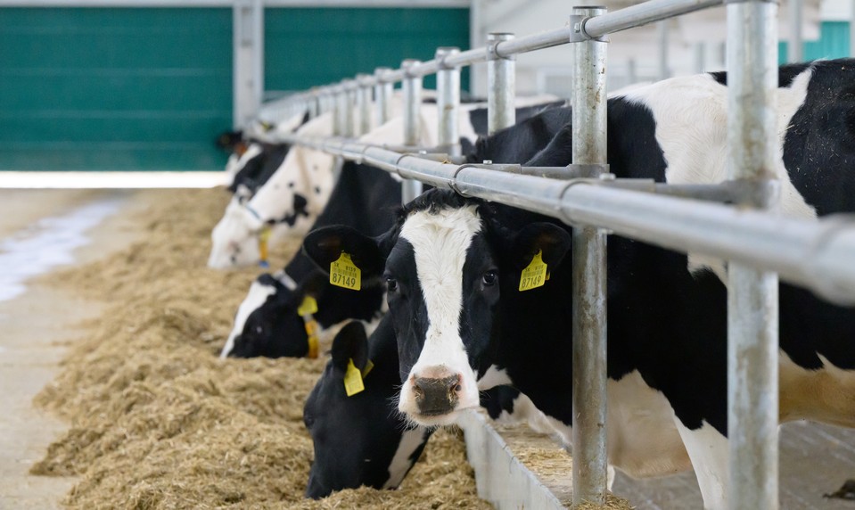 Slovenské mlieko pod tlakom: Ceny padajú, zásoby rastú. Hrozí koniec chovateľov?