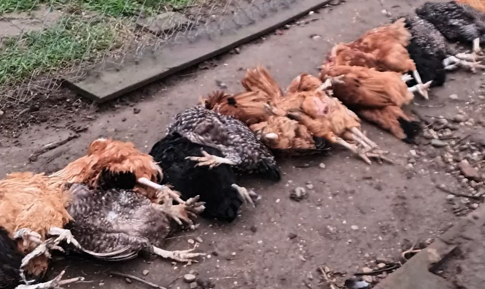 Chovateľ našiel sliepky roztrhané po dvore. Obviňuje chatárov, ktorí prikrmujú divú zver