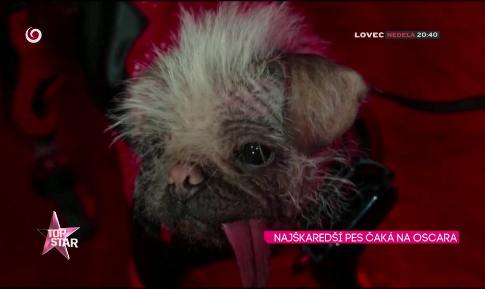 NAJŠKAREDŠÍ PES ČAKÁ NA OSCARA