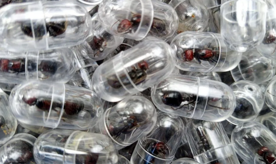 V Keni zadržali Číňana, ktorý chcel v batožine prepašovať 2200 živých mravcov