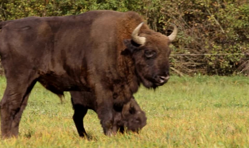 Slovensko sa môže pýšiť vzácnym prírastkom v prírode. V Hosťoviciach máme zubríča