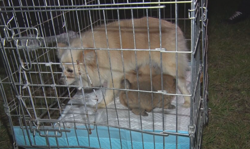 Chovateľ ignoroval zákaz, psy trpeli ďalej. Z chovnej stanice odobrali ďalších 300 zvierat