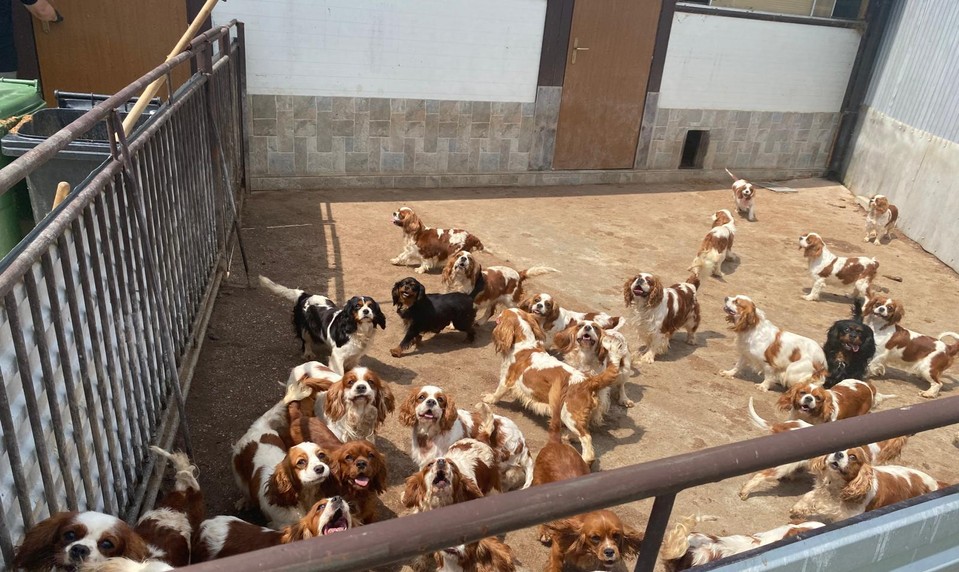 Stovky psov trpeli v nelegálnej množiarni. Polícia obvinila dve osoby