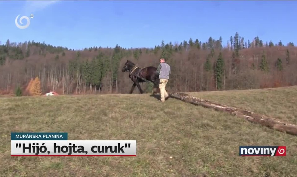 "Hijó, hojta, curuk"