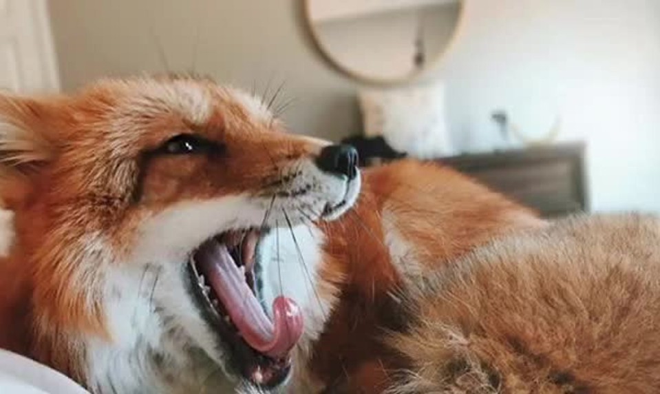 Ťažký život zvierat: 20 zaujímavostí, ktoré vás presvedčia o tom, že ani ony to nemajú jednoduché