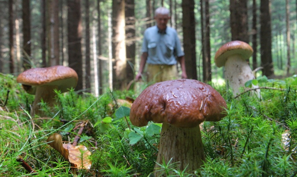 Jedovaté muchotrávky zabili štyroch ľudí. Lekári varujú pred fatálnou chybou