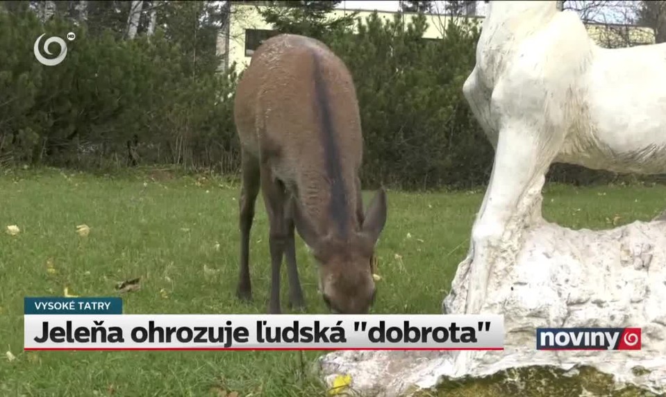 Jeleňa ohrozuje ľudská "dobrota"