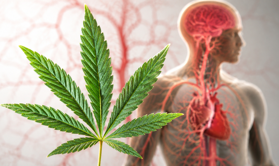 Marihuana skrýva vážne riziko, ktoré mnohí nečakali