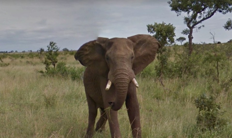 VIDEO: Slonica pristihnutá pri "fajčení". Pre jej správanie existuje logické vysvetlenie