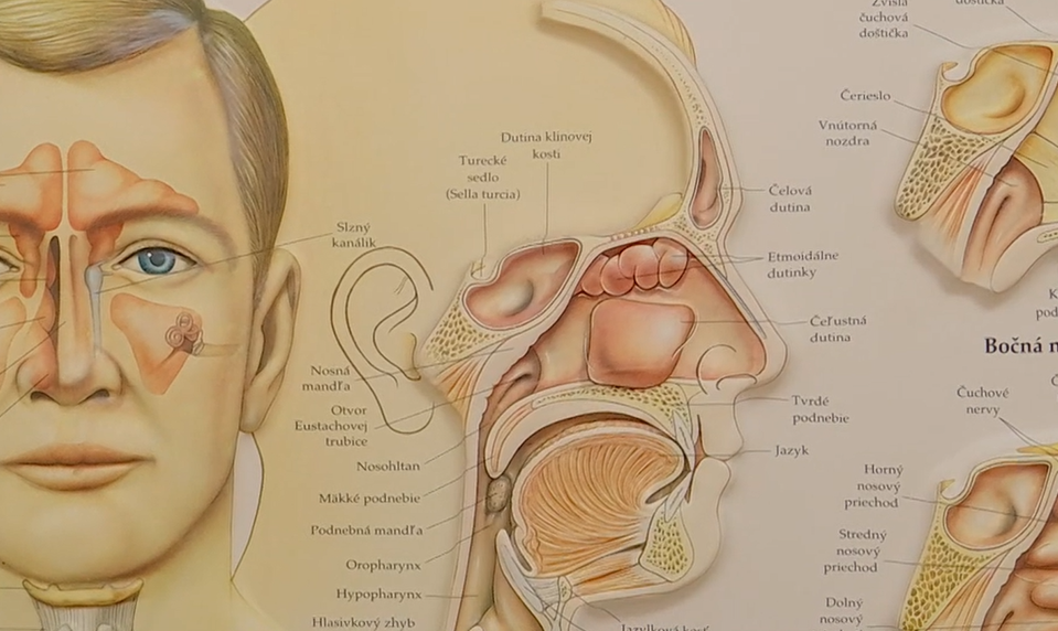 Dusivá jar pre alergikov: Odborníci varujú pred dlhšou a silnejšou sezónou