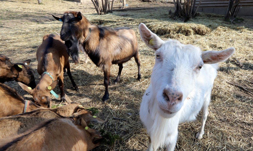 Zablúdil do stajne a sexuálne zneužil kozu. Recidivistovi hrozí šesť rokov za mrežami