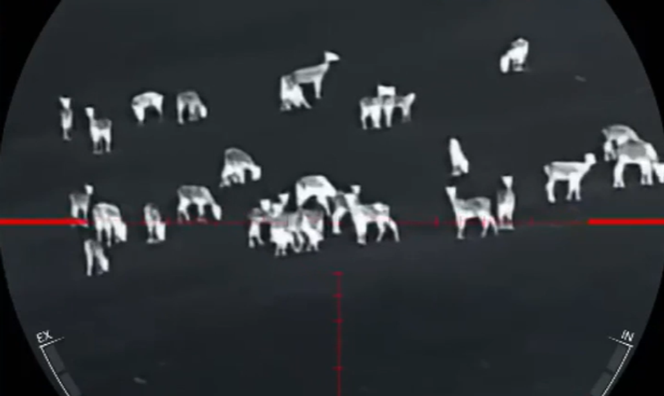 Poľná zver ničí poľnohospodárom úrodu. Agrorezort povolil zakázané spôsoby lovu