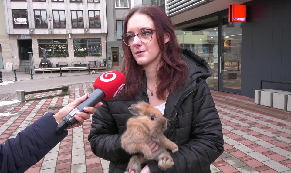 Policajti riešili netradičný zásah. Uprostred mesta pobehoval zajac