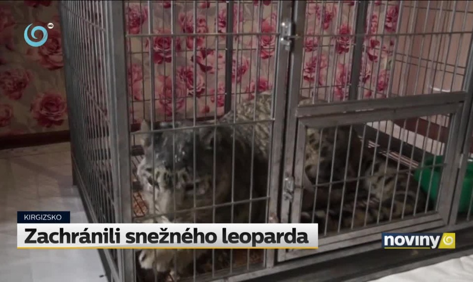 Zachránili snežného leoparda