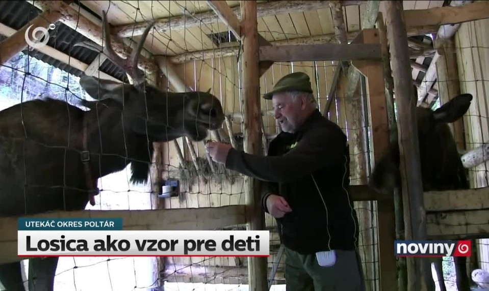 Losica ako vzor pre deti
