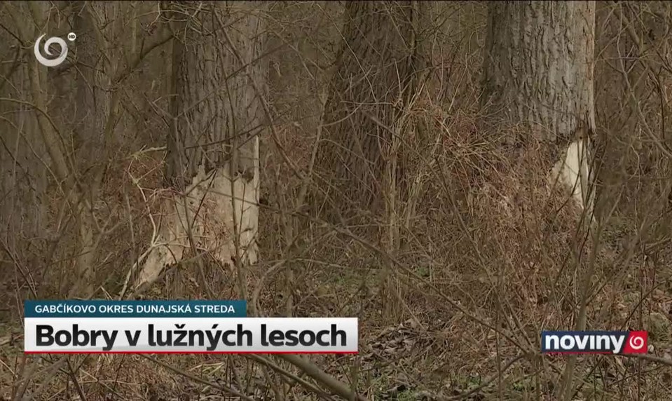 Bobry v lužných lesoch