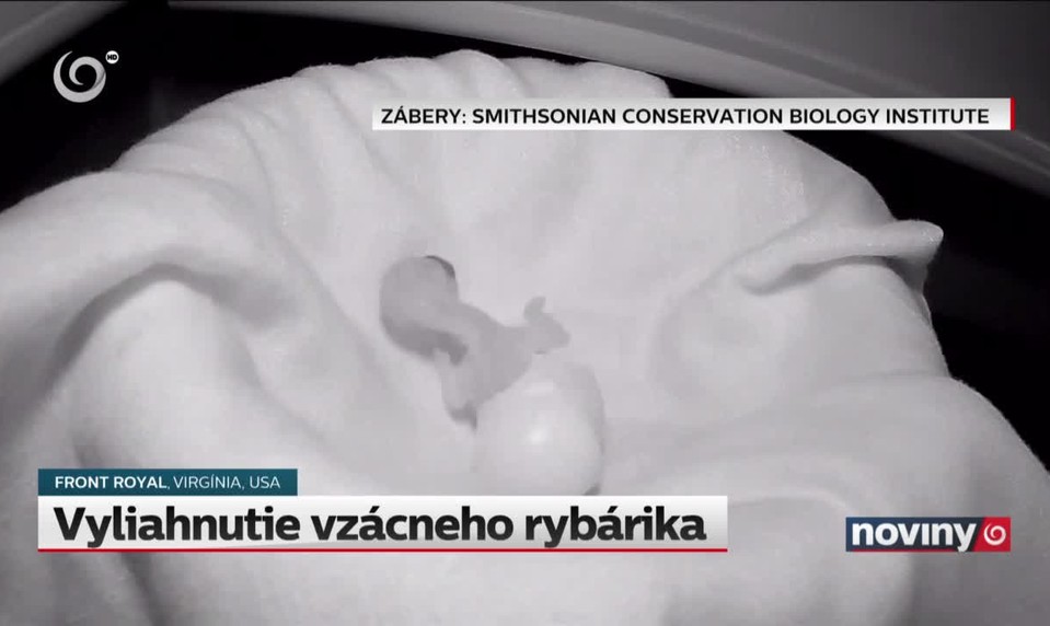 Vyliahnutie vzácneho rybárika