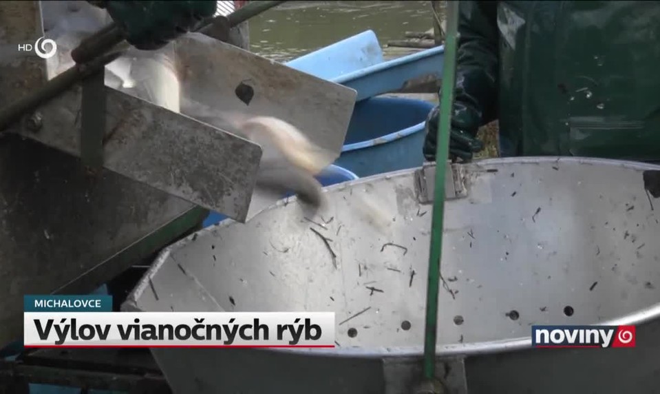 Výlov vianočných rýb