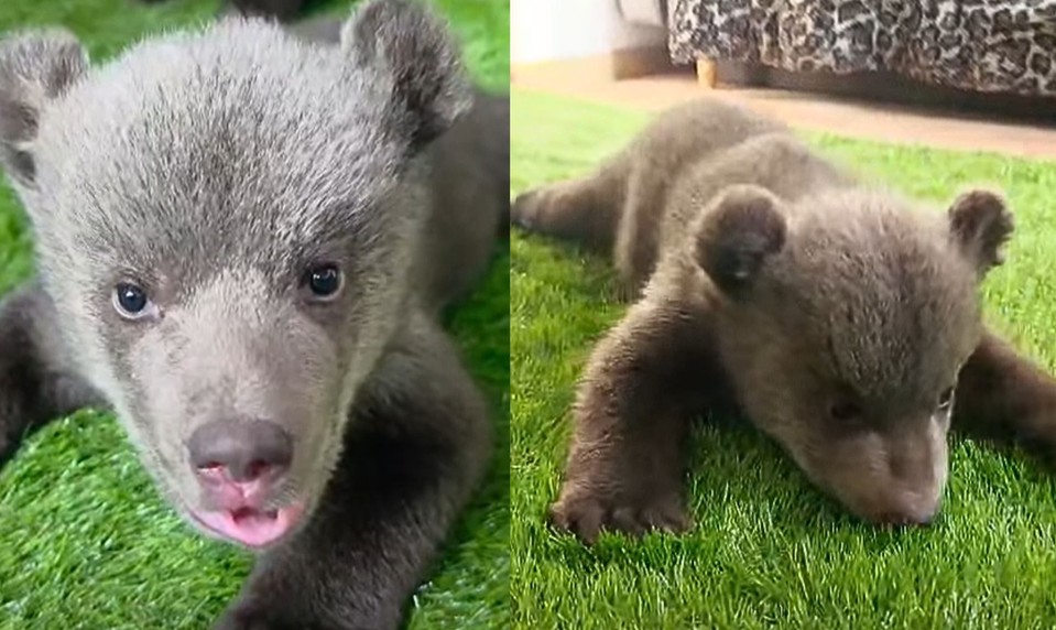 Malé medvedice z Bojníc robia veľké pokroky. Bude ich môcť vidieť aj verejnosť?