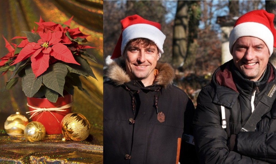 Skrášľuje vaše sviatky vianočná ruža? Tieto chyby robí pri starostlivosti takmer každý!