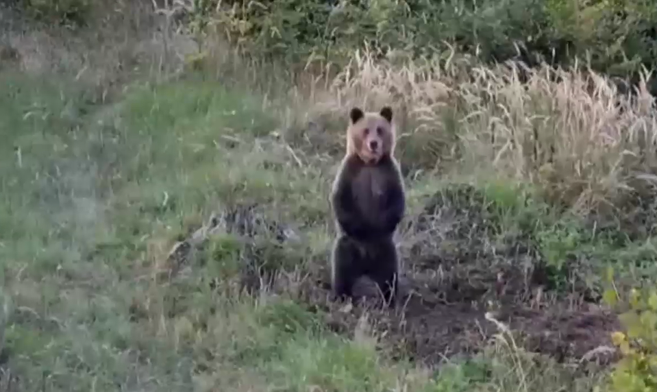 Mimoriadne inteligentný medveď uniká. Podľa stôp si otvoril okno aj pustil vodu