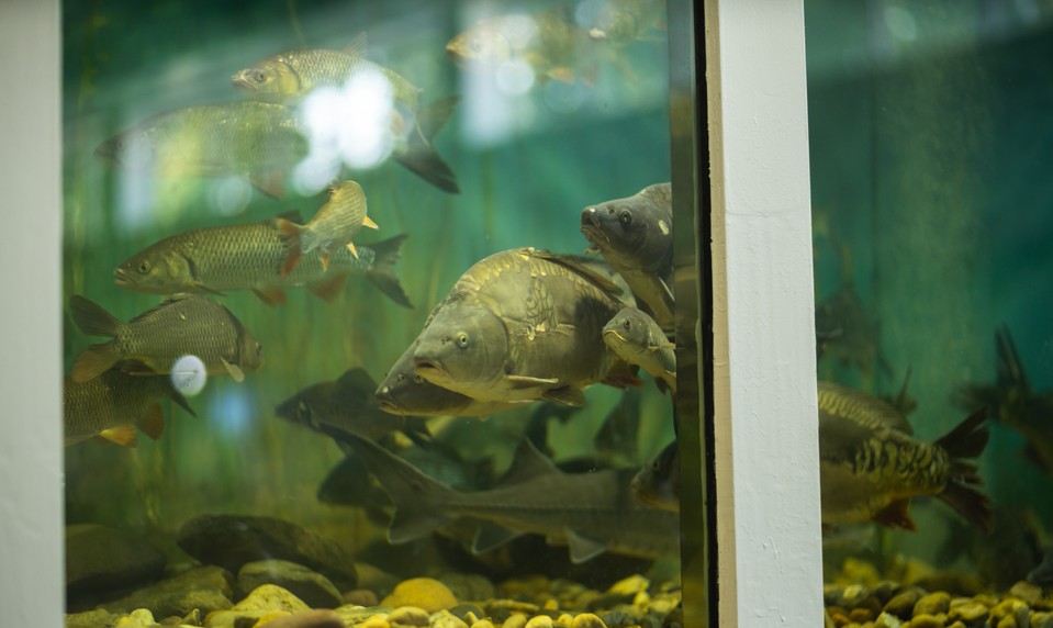 Rybári, poľovníci, včelári zbystrite pozornosť! Nitra pripravuje veľké výstavy