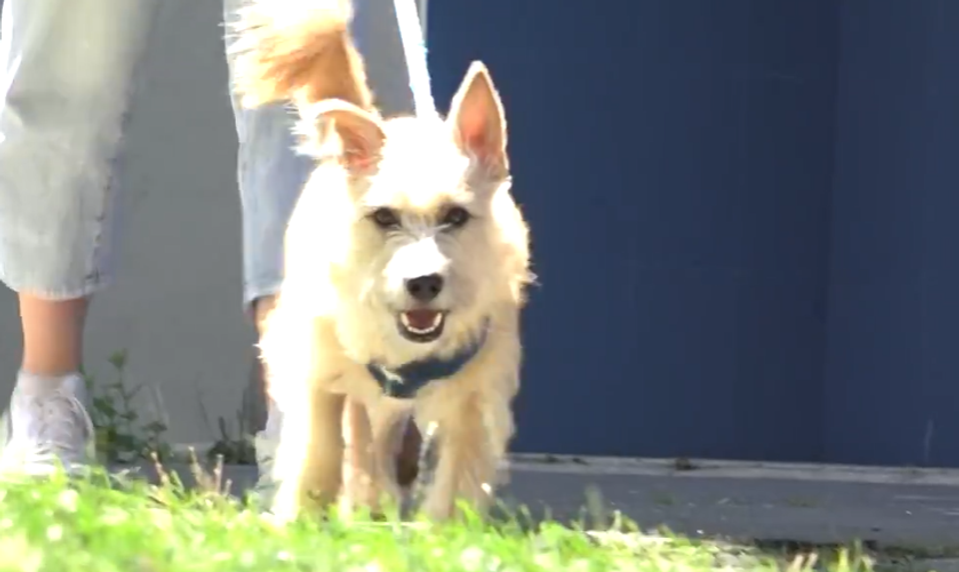 Psík mal v priedušnici dieru z reťazí na krku. Lekári ho zachránili unikátnou operáciou