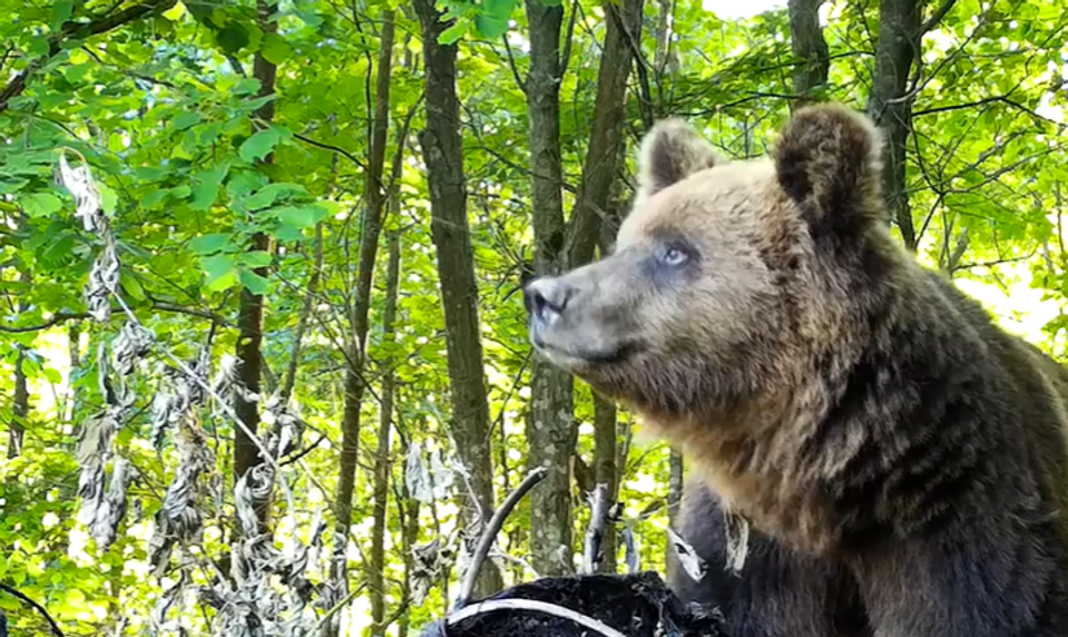 Ranný beh na Urpíne sa zmenil na boj o život. Bežca napadol medveď