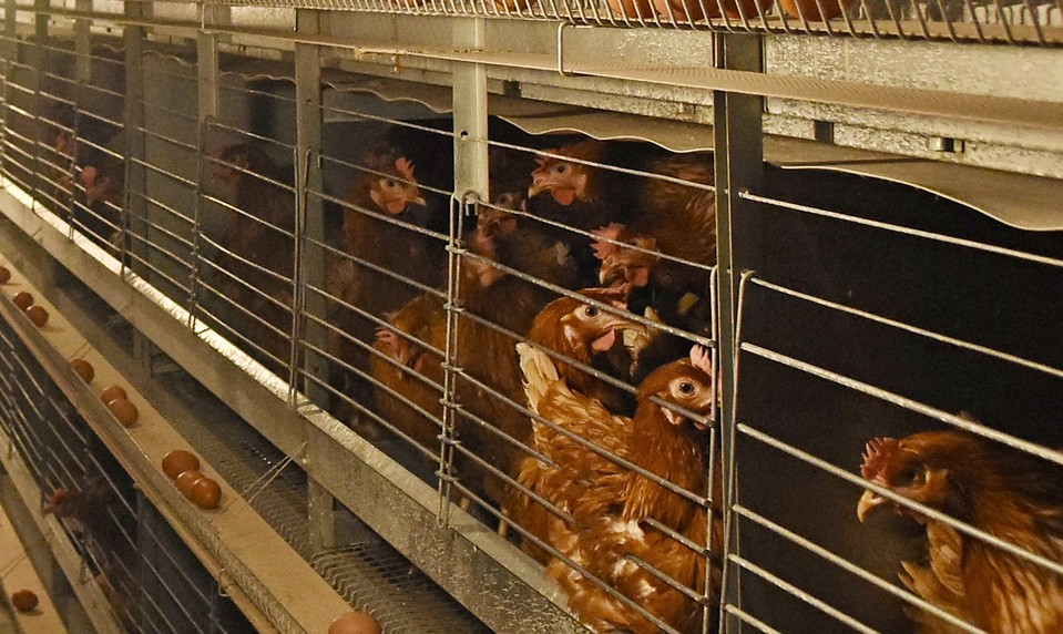 Na Kysuciach zaznamenali pseudomor hydiny v súkromnom drobnochove