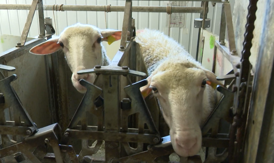 Inžinierka a právnička vymenili kanceláriu a súdnu sieň za farmu