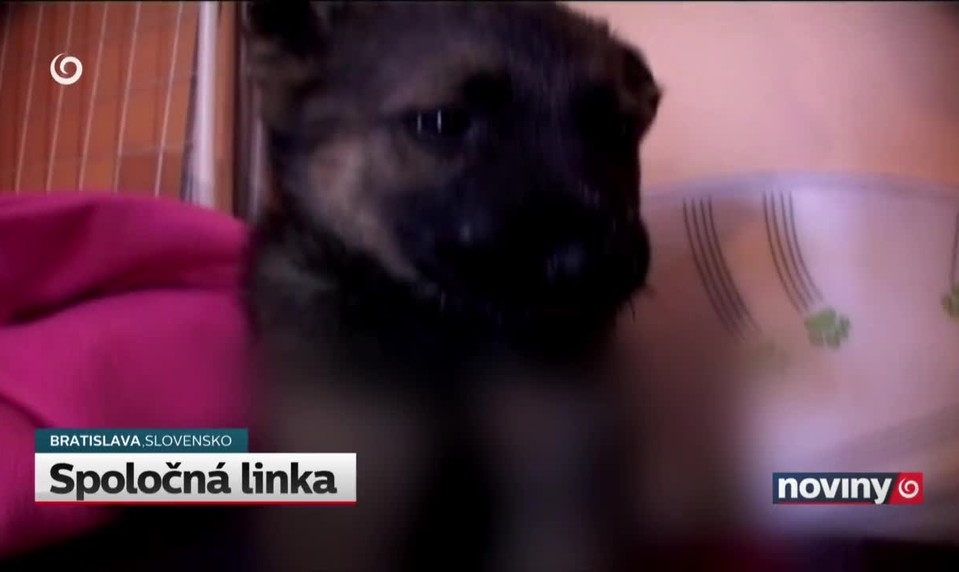 Spoločná linka
