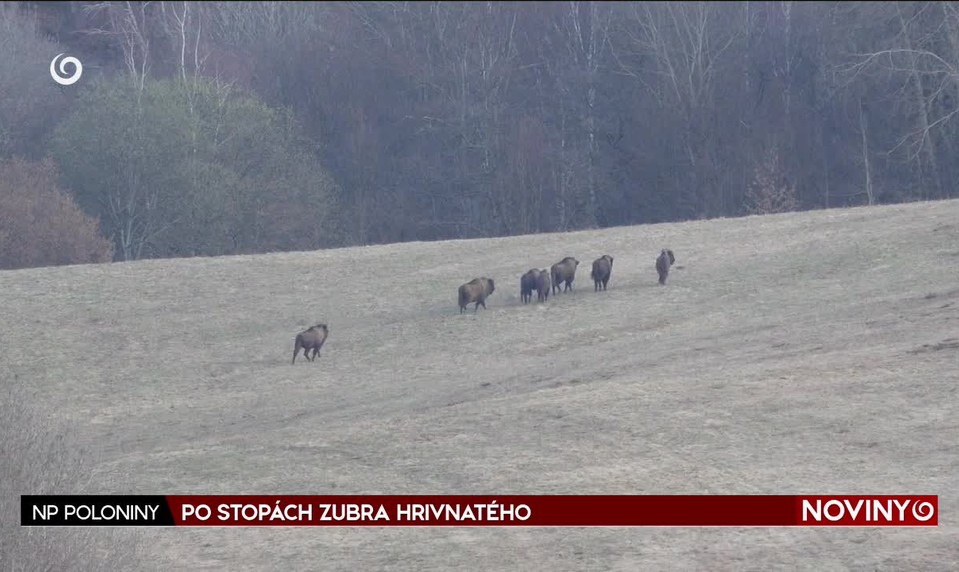 PO STOPÁCH ZUBRA HRIVNATÉHO