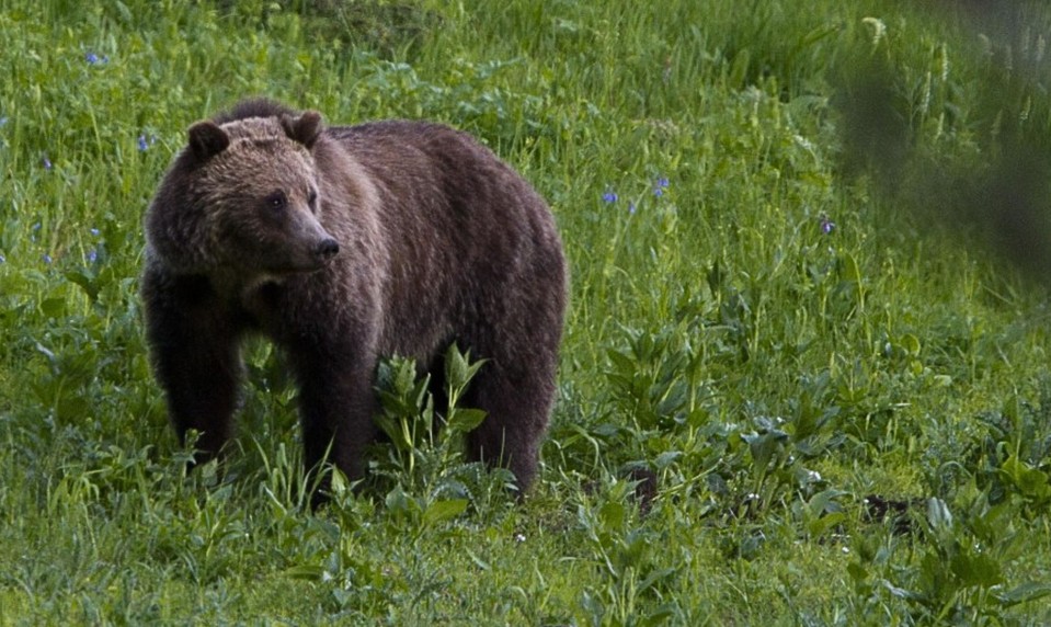 Odborníci varujú turistov: Medvede sú aktívnejšie, pohybujú sa aj v nečakaných lokalitách