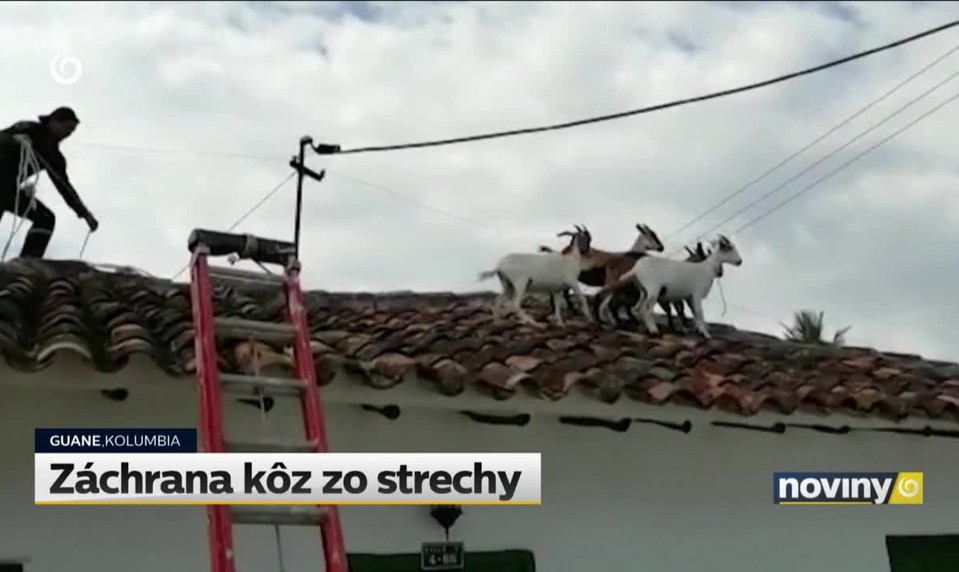 Záchrana kôz zo strechy
