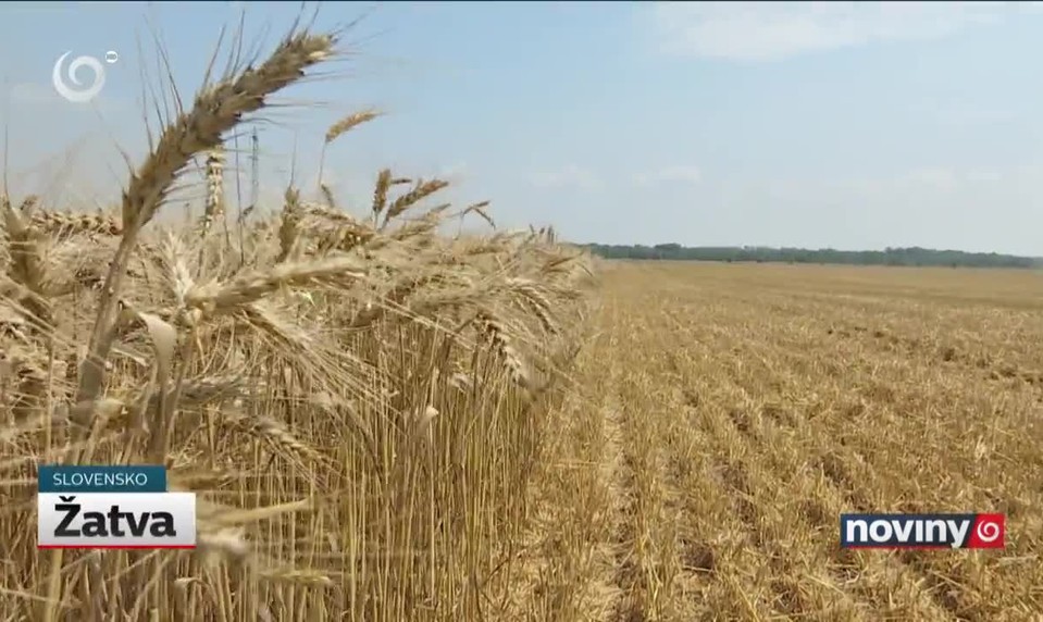Žatva
