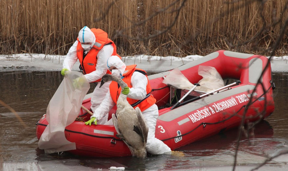 Európou sa šíri nebezpečné ochorenie. Úrad pripravil plán, ako zabrániť novej pandémii