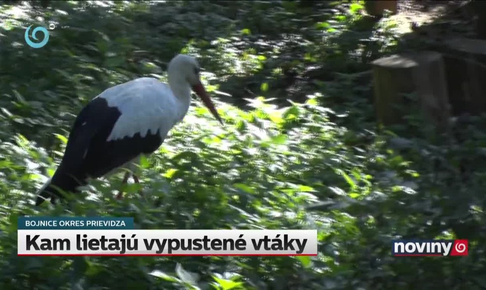 Kam lietajú vypustené vtáky