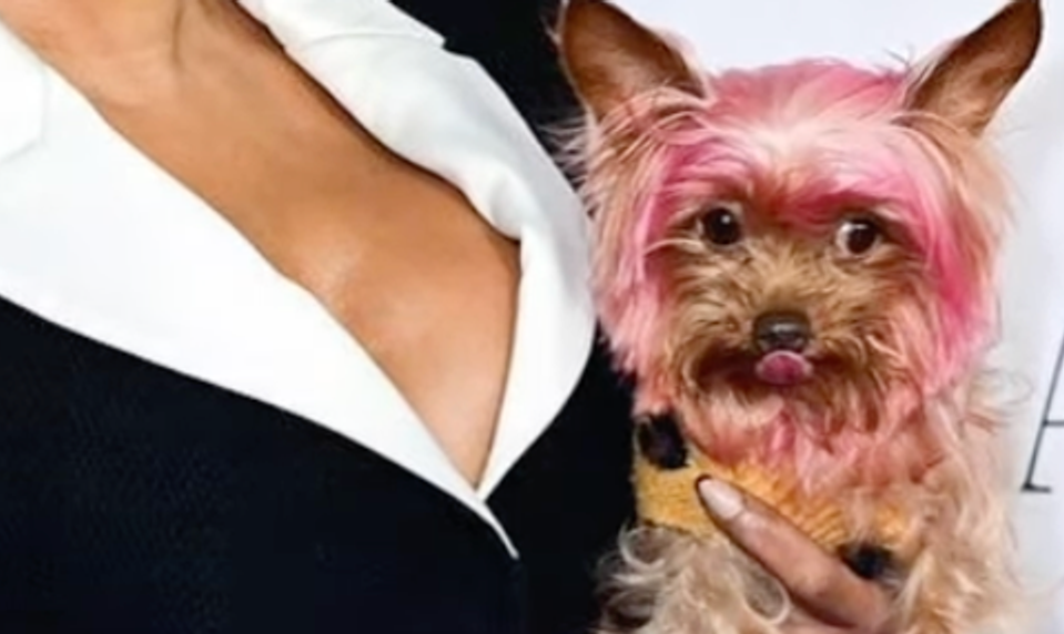 Toto je poriadny fail! Speváčka rozčúlila ochrancov zvierat svojím nafarbeným psíkom!