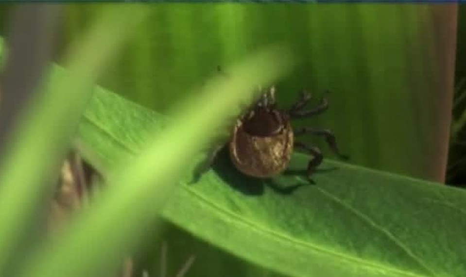 Iný typ boreliózy: Bez červeného fľaku, príznaky môžu trvať roky!