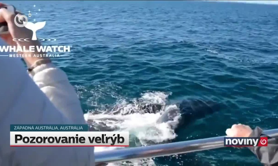 Pozorovanie veľrýb