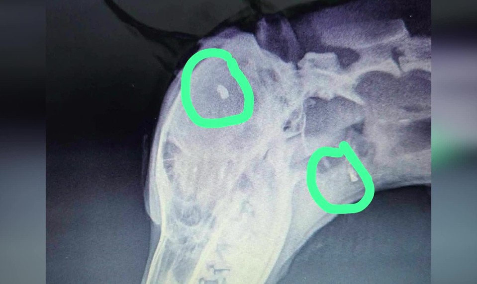 Krutosť bez hraníc: Sučku našli s projektilom v blízkosti mozgu